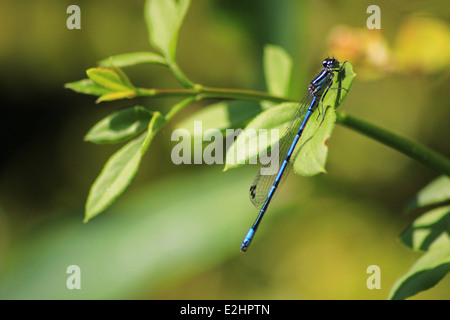 Azure damselfly Stockfoto