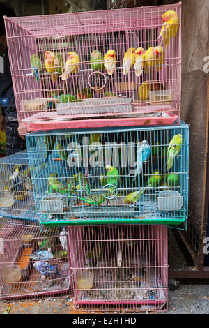Vögel zu verkaufen in Vogelmarkt Stockfoto