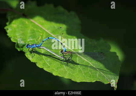 Azure Libellen Paarung auf einem Blatt Stockfoto