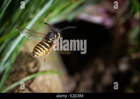 Gemeine Wespe, Vespula vulgaris, in einem Garten in Exeter, Devon, Großbritannien. Stockfoto