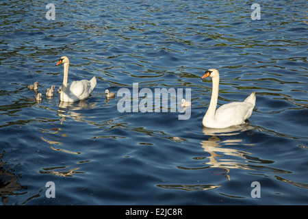 Schwäne und Cygnets neu geboren geschlüpft. Stockfoto