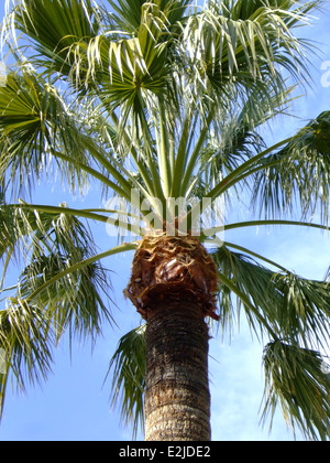 Nahaufnahme von Palme Stockfoto
