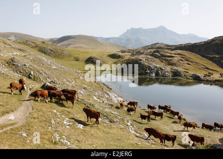 Kühe in der Nähe von einem See, auf le Plateau d Emparis, Massif de l Oisans, in der Nähe des Naturparks von Les Ecrins, Isere, Rhone-Alpes, Frankreich Stockfoto