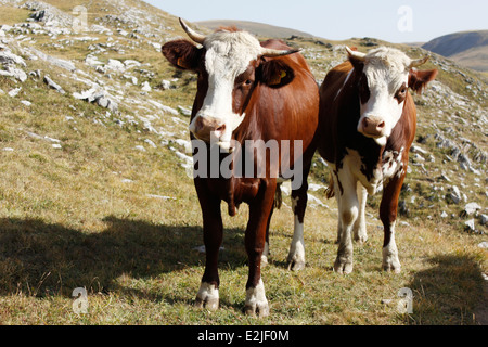 Kühe in der Nähe von einem See, auf le Plateau d Emparis, Massif de l Oisans, in der Nähe des Naturparks von Les Ecrins, Isere, Rhone-Alpes, Frankreich Stockfoto