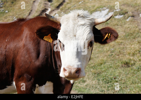 Kühe in der Nähe von einem See, auf le Plateau d Emparis, Massif de l Oisans, in der Nähe des Naturparks von Les Ecrins, Isere, Rhone-Alpes, Frankreich Stockfoto