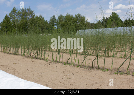 Ein Feld der Bio grüner Spargelpflanzen wachsen auf Lilla Bjers Bauernhof in Gotland, Schweden Stockfoto