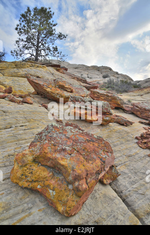 Alten Flechten bedeckt Felsen Boulder-Notom Weg im Grand Staircase Escalante National Monument in der Nähe von Boulder, Utah Stockfoto