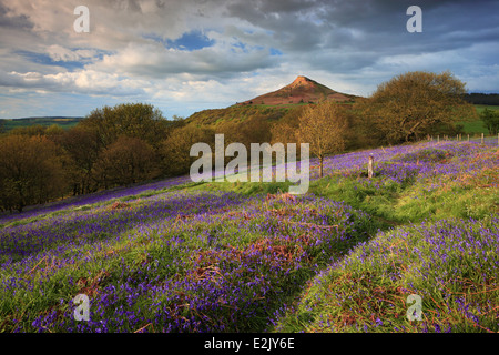 Frühling Glockenblumen und Nähe Richtfest in der Nähe von Great Ayton in Yorkshire, England Stockfoto