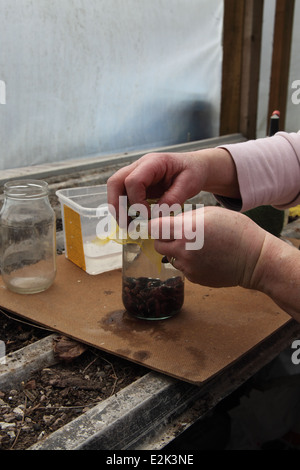 Vor großen Samen Stangenbohnen Keimen Schritt 4 oben Jar mit Musselin und legen Sie in einer Propogator am 15degrees Stockfoto