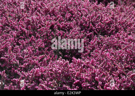 Erica X darleyensis 'Kramers Rote' Nahaufnahme von Blumen Stockfoto