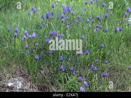 Muscari Armeniacum Trauben Hyazinthe Pflanzen in Blüte Stockfoto