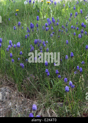 Muscari Armeniacum Trauben Hyazinthe Pflanzen in Blüte im Rasen Stockfoto