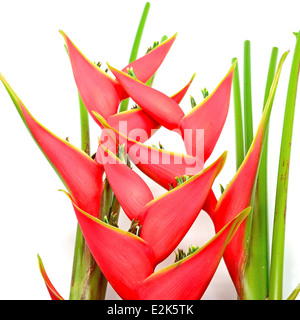 Tropische Heliconia Blume (Heliconia Stricta), isoliert auf weißem Hintergrund Stockfoto