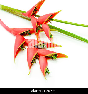 Tropische Heliconia Blume (Heliconia Stricta), isoliert auf weißem Hintergrund Stockfoto