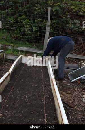 Pflanzen pregerminated Pastinake Samen Schritt 2 Mark aus dem Bett mit einem Garten Stockfoto