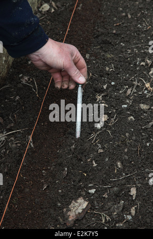 Saat pregerminated Pastinake Schritt 5 Check Bodentemperatur über 8degrees Grad Celsius ist Stockfoto