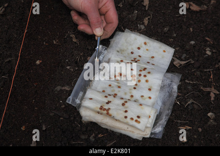 Pflanzen pregerminated Pastinake Samen Schritt 8 Wählen Sie gekeimte Samen für die Bepflanzung mit einer Pinzette Stockfoto