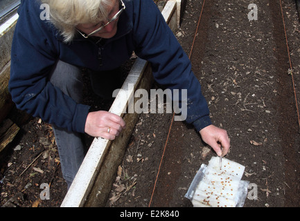 Pflanzen pregerminated Pastinake Samen Schritt 8 Auswahl Samen zum Anpflanzen Stockfoto