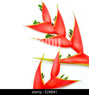 Tropische Heliconia Blume (Heliconia Stricta), isoliert auf weißem Hintergrund Stockfoto