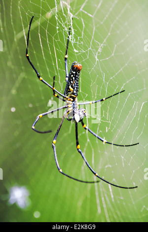 Riesenspinne in einem riesigen Netz im Wald von Thailand Stockfoto