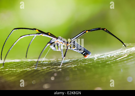 Riesenspinne in einem riesigen Netz im Wald von Thailand Stockfoto