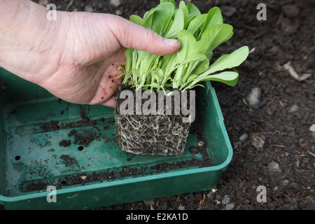 Transplantation von Kopfsalat Schritt 1 entfernen Stecker von Sämlingen aus Fach Stockfoto