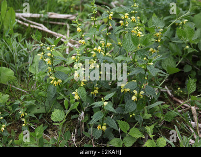 Lamiastrum Galeobdolon gelb Erzengel Nahaufnahme von Pflanzen in Blüte Stockfoto