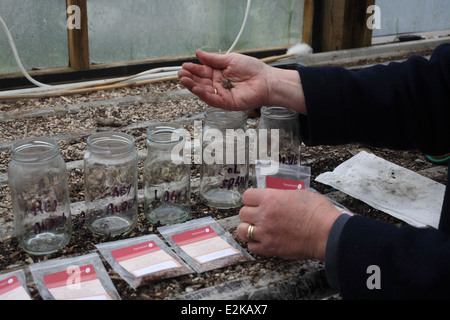 Wachsende Bäumen erfordert Schichtung aus Samen Schritt 2 fügen Sie Samen JAR Stockfoto