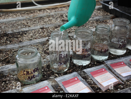 Wachsende Bäume, die Schichtung von Saatgut Schritt3 die Hälfte jedes Glas mit kaltem Wasser füllen und lassen Sie für 24 Stunden Stockfoto