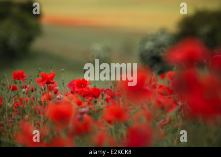 Rote Mohnblumen (Papaver Rhoeas) blühen in einem Feld nahe Basingstoke, Hampshire, England. Stockfoto