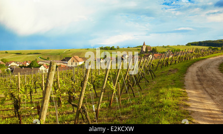 Weinberg-Landschaft am Dorf Hunawihr. Elsass, Frankreich, Europa. Stockfoto