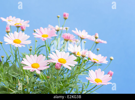 Blass rosa Gänseblümchen mit blauem Himmelshintergrund Stockfoto