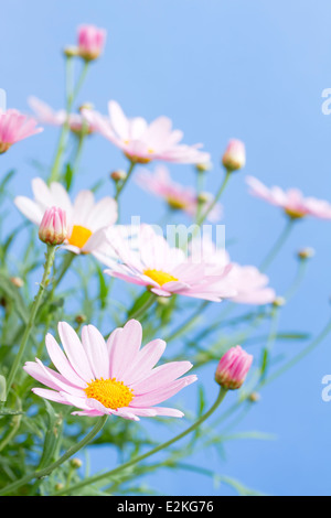 Blass rosa Gänseblümchen mit blauem Himmelshintergrund Stockfoto