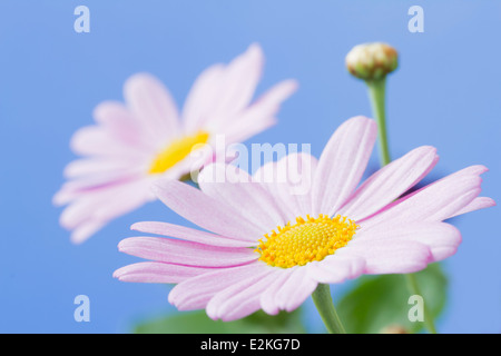 Blass rosa Gänseblümchen mit blauem Himmelshintergrund Stockfoto