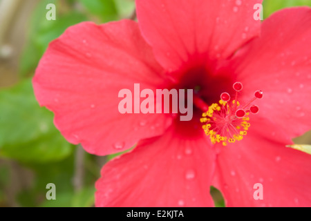 Blume Hibiskus Closeup Detail fällt Tautropfen "Tautropfen" verschwommen "Kopieren Raum" Garten grün Stockfoto