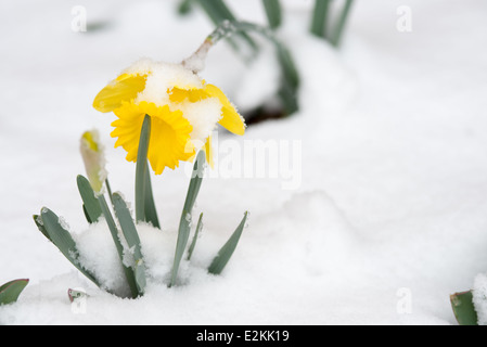 Schneeglöckchen blühen im Schnee | Eine einzelne Narzissenblüte, halb mit Schnee bedeckt, öffnet sich über einer Ansammlung schneebedeckter grüner Blätter in diesem frühen Frühlingsbild. Die sechszipfelige Form der Blüte und die trompetenförmige Krone sind charakteristisch für Narzissen, eine Gattung, deren Kälteresistenz es ermöglicht, dass sie blüht, selbst wenn das Winterwetter noch anhält. Schmelzender Schnee perlt auf dem umgebenden Laub. Stockfoto