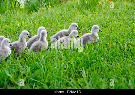 Kleinen Cygnets Wandern auf der grünen Wiese Stockfoto