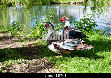 Die Barbarie-Ente, Wandern auf dem grünen Rasen. Lat Namen Cairina moschata Stockfoto