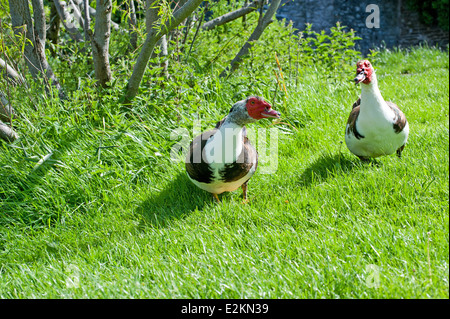 Die Barbarie-Ente, Wandern auf dem grünen Rasen. Lat Namen Cairina moschata Stockfoto