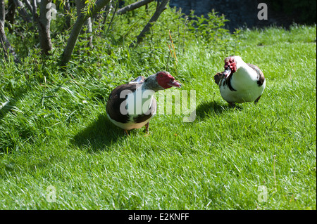 Die Barbarie-Ente, Wandern auf dem grünen Rasen. Lat Namen Cairina moschata Stockfoto