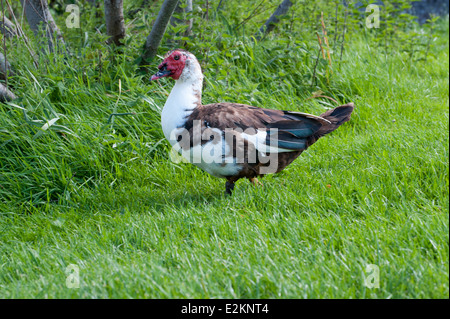 Die Barbarie-Ente, Wandern auf dem grünen Rasen. Lat Namen Cairina moschata Stockfoto