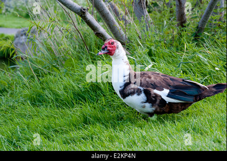 Die Barbarie-Ente, Wandern auf dem grünen Rasen. Lat Namen Cairina moschata Stockfoto