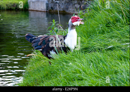 Die Barbarie-Ente. Lat Namen Cairina moschata Stockfoto