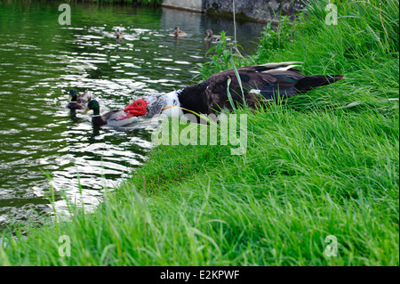 Die Barbarie-Ente-Trinkwasser aus dem See. Lat Namen Cairina moschata Stockfoto