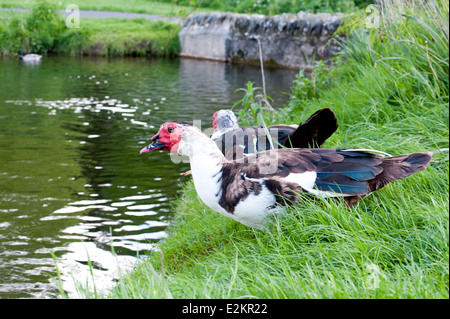 Die Barbarie-Ente-Trinkwasser aus dem See. Lat Namen Cairina moschata Stockfoto