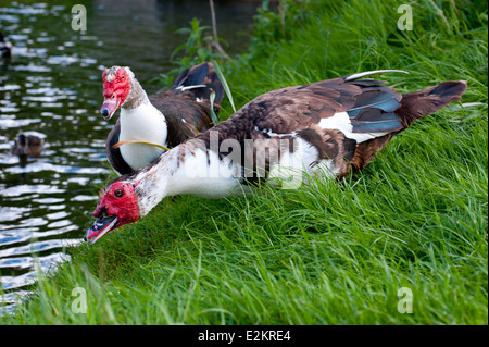 Die Barbarie-Ente. Lat Namen Cairina moschata Stockfoto