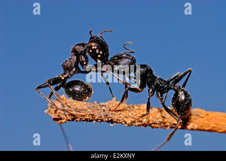 Ameisen Kampf Stockfoto