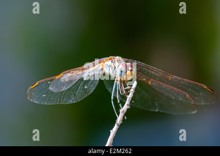 Libelle auf der Suche Stockfoto