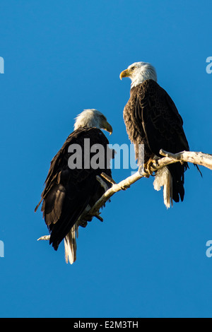 ein paar Weißkopf-Seeadler sitzen in einem alten Pappel Baum an einem See. Stockfoto