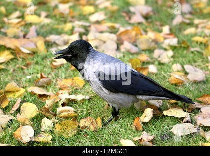 Krähe auf einem Hintergrund von Herbst Blätter Stockfoto